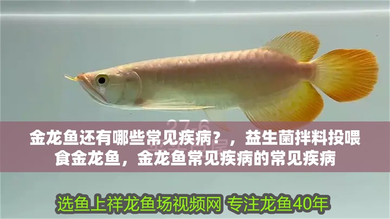 金龍魚還有哪些常見疾病？，益生菌拌料投喂食金龍魚，金龍魚常見疾病的常見疾病