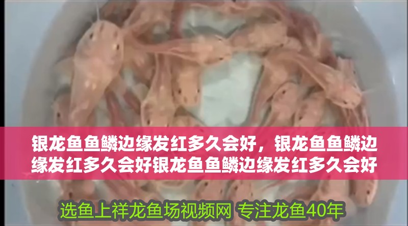 龍魚干蝦有營養嗎 銀龍魚魚鱗邊緣發紅多久會好,銀龍魚魚鱗邊緣發紅多久會好銀龍魚魚鱗邊緣發紅多久會好 龍魚百科 銀龍魚魚鱗邊緣發紅多久會好,銀龍魚魚鱗邊緣發紅多久會好銀龍魚魚鱗邊緣發紅多久會好 銀龍魚魚鱗邊緣發紅多久會好,銀龍魚魚鱗邊緣發紅多久會好銀龍魚魚鱗邊緣發紅多久會好 龍魚百科