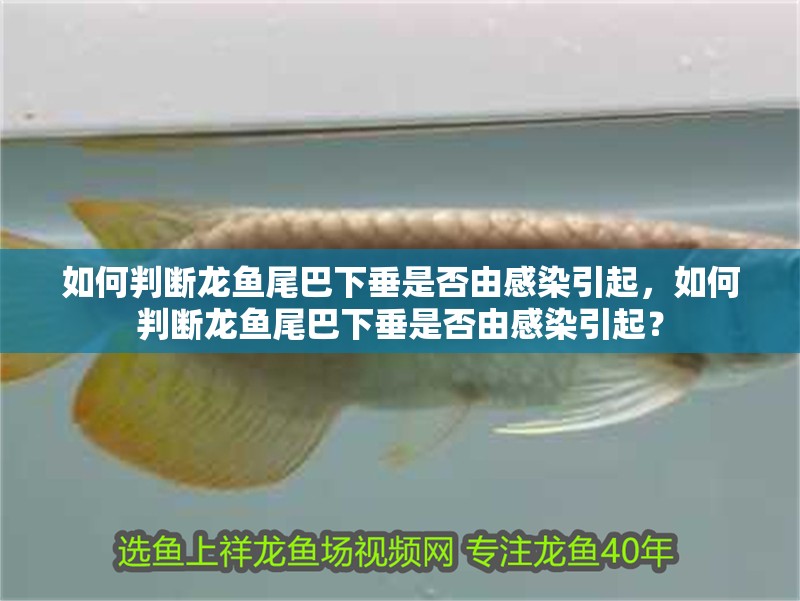 如何判斷龍魚尾巴下垂是否由感染引起，如何判斷龍魚尾巴下垂是否由感染引起？