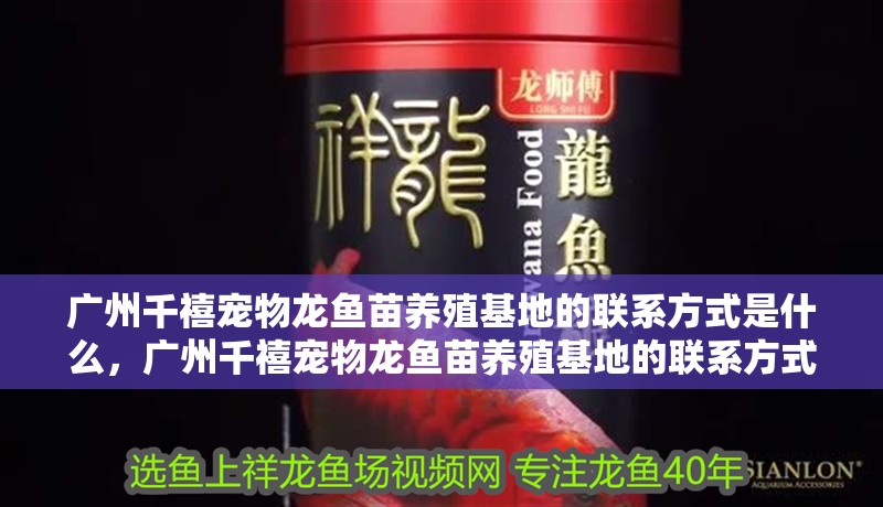 廣州千禧寵物龍魚苗養殖基地的聯系方式是什么，廣州千禧寵物龍魚苗養殖基地的聯系方式