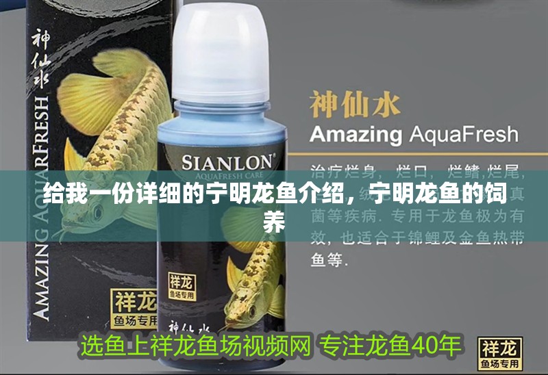 給我一份詳細的寧明龍魚介紹，寧明龍魚的飼養 給我一份詳細的寧明龍魚介紹，寧明龍魚的飼養 龍魚百科