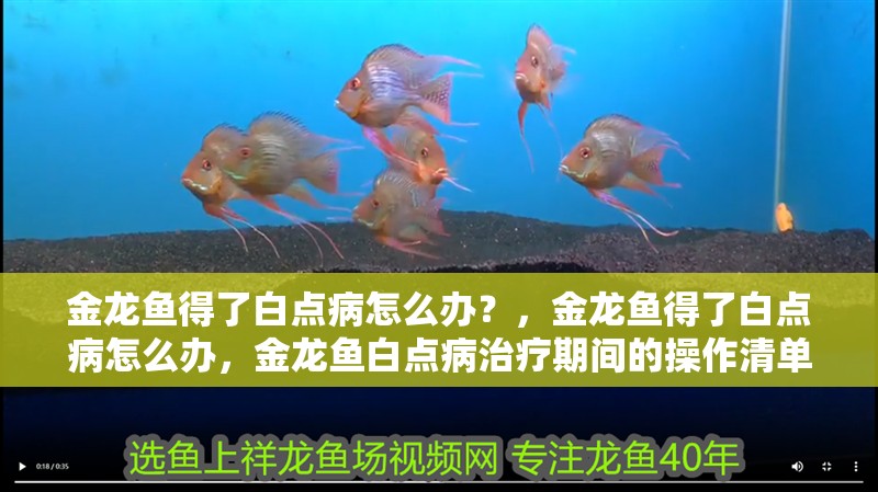 金龍魚(yú)得了白點(diǎn)病怎么辦？，金龍魚(yú)得了白點(diǎn)病怎么辦，金龍魚(yú)白點(diǎn)病治療期間的操作清單 金龍魚(yú)得了白點(diǎn)病怎么辦？，金龍魚(yú)得了白點(diǎn)病怎么辦，金龍魚(yú)白點(diǎn)病治療期間的操作清單 龍魚(yú)百科