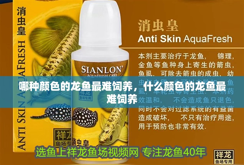 哪種顏色的龍魚最難飼養，什么顏色的龍魚最難飼養 哪種顏色的龍魚最難飼養，什么顏色的龍魚最難飼養 龍魚百科