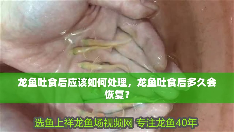 龍魚吐食后應該如何處理，龍魚吐食后多久會恢復？ 龍魚吐食后應該如何處理，龍魚吐食后多久會恢復？ 龍魚百科
