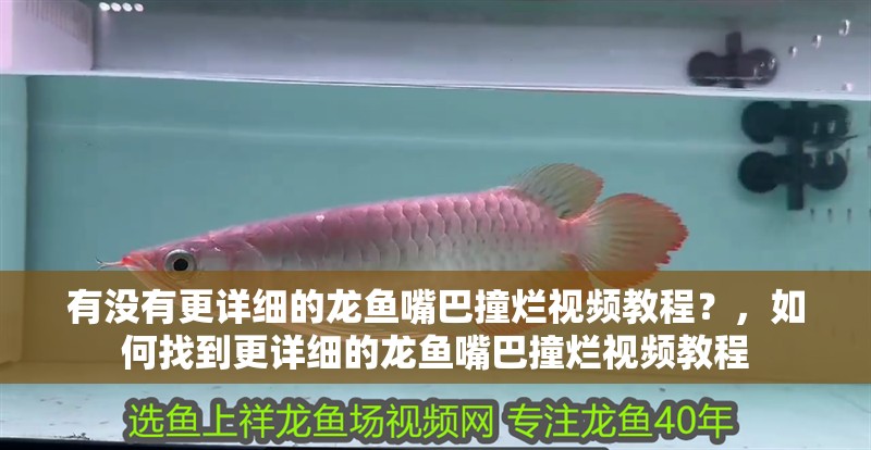 有沒有更詳細的龍魚嘴巴撞爛視頻教程？，如何找到更詳細的龍魚嘴巴撞爛視頻教程