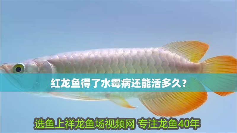 紅龍魚得了水霉病還能活多久？