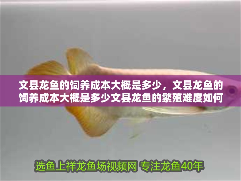 文縣龍魚的飼養成本大概是多少，文縣龍魚的飼養成本大概是多少文縣龍魚的繁殖難度如何 文縣龍魚的飼養成本大概是多少，文縣龍魚的飼養成本大概是多少文縣龍魚的繁殖難度如何 龍魚百科
