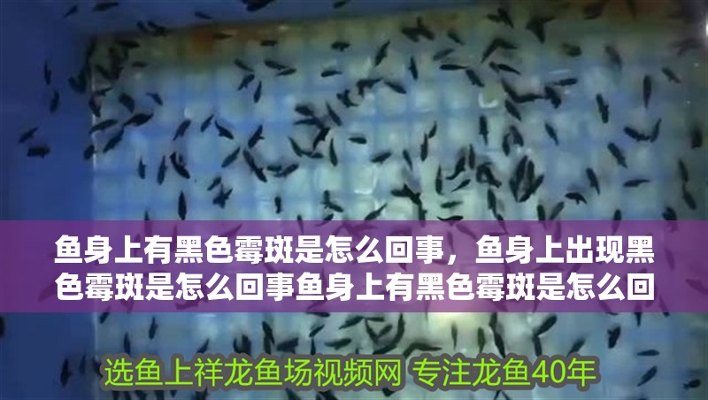 魚身上有黑色霉斑是怎么回事，魚身上出現(xiàn)黑色霉斑是怎么回事魚身上有黑色霉斑是怎么回事