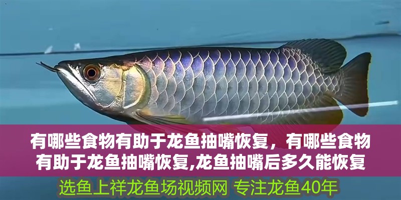 龍魚干蝦有營養嗎 有哪些食物有助于龍魚抽嘴恢復,有哪些食物有助于龍魚抽嘴恢復,龍魚抽嘴后多久能恢復 龍魚百科 有哪些食物有助于龍魚抽嘴恢復,有哪些食物有助于龍魚抽嘴恢復,龍魚抽嘴后多久能恢復 有哪些食物有助于龍魚抽嘴恢復,有哪些食物有助于龍魚抽嘴恢復,龍魚抽嘴后多久能恢復 龍魚百科