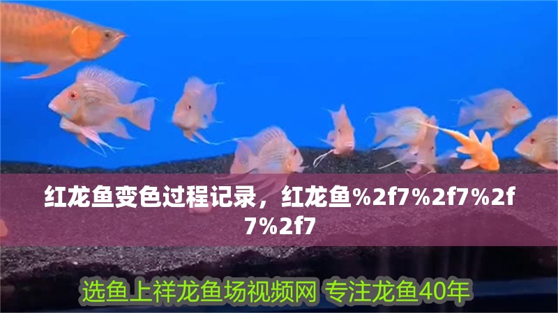 紅龍魚變色過程記錄，紅龍魚%2f7%2f7%2f7%2f7 紅龍魚變色過程記錄，紅龍魚%2f7%2f7%2f7%2f7 龍魚百科