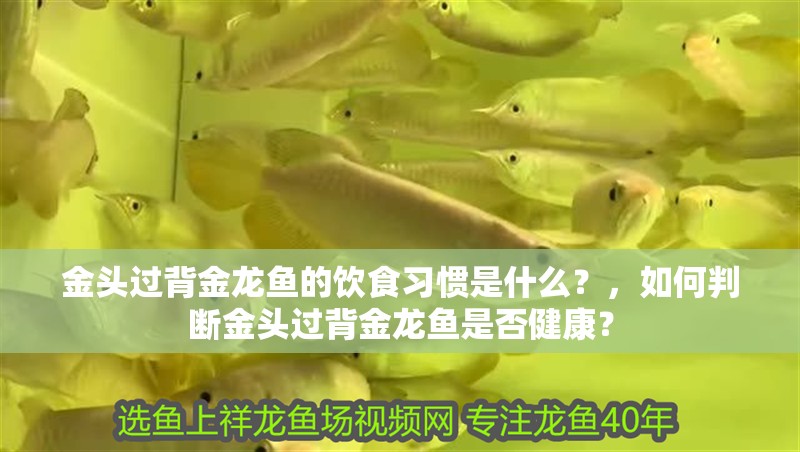 金頭過背金龍魚的飲食習慣是什么？，如何判斷金頭過背金龍魚是否健康？