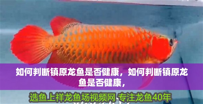 如何判斷鎮(zhèn)原龍魚是否健康，如何判斷鎮(zhèn)原龍魚是否健康，