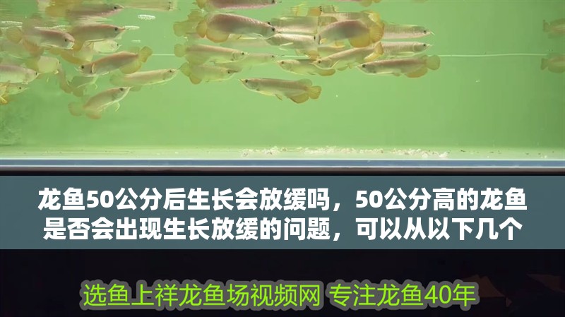 龍魚50公分后生長會放緩嗎，50公分高的龍魚是否會出現生長放緩的問題，可以從以下幾個方面分析