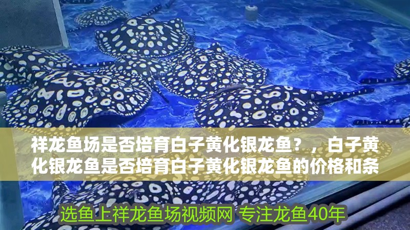 祥龍魚場是否培育白子黃化銀龍魚？，白子黃化銀龍魚是否培育白子黃化銀龍魚的價格和條件 祥龍魚場是否培育白子黃化銀龍魚？，白子黃化銀龍魚是否培育白子黃化銀龍魚的價格和條件 龍魚百科
