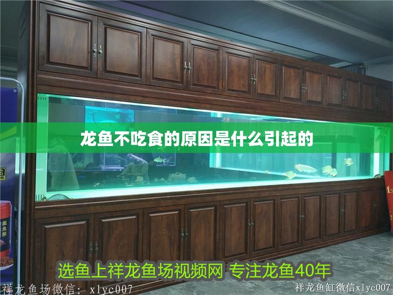 龍魚不吃食的原因是什么引起的