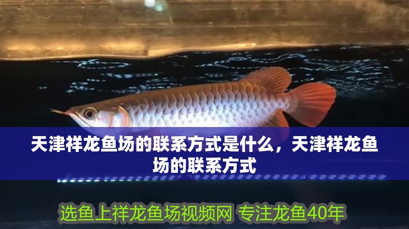 天津祥龍魚場的聯系方式是什么，天津祥龍魚場的聯系方式