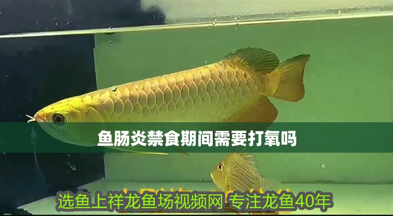 魚腸炎禁食期間需要打氧嗎 魚腸炎禁食期間需要打氧嗎 龍魚百科
