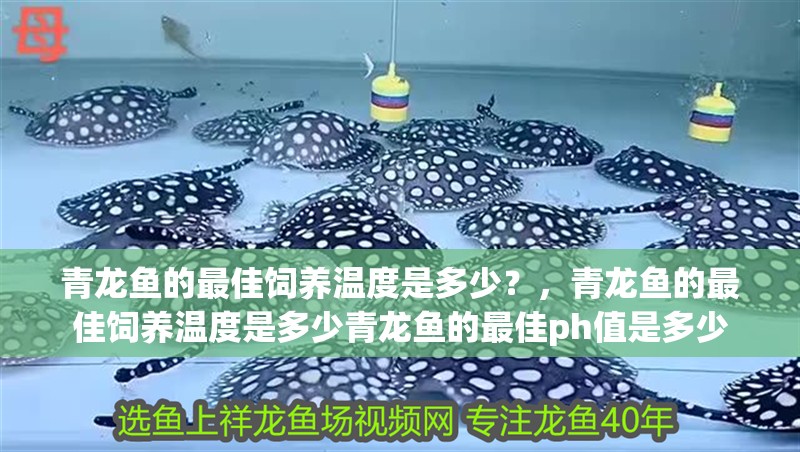 青龍魚的最佳飼養溫度是多少？，青龍魚的最佳飼養溫度是多少青龍魚的最佳ph值是多少