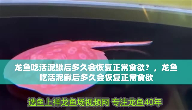 龍魚吃活泥鰍后多久會恢復正常食欲？，龍魚吃活泥鰍后多久會恢復正常食欲 龍魚吃活泥鰍后多久會恢復正常食欲？，龍魚吃活泥鰍后多久會恢復正常食欲 龍魚百科