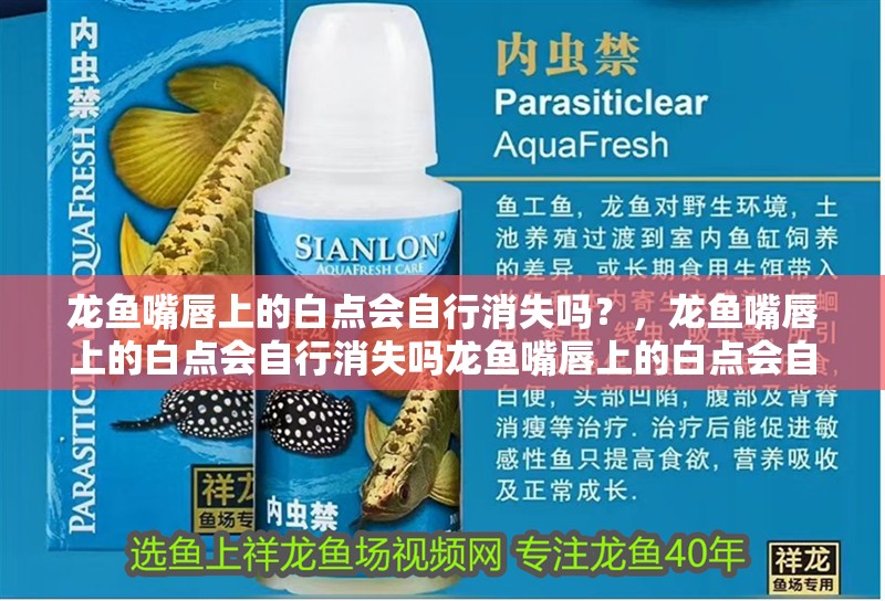 龍魚嘴唇上的白點(diǎn)會(huì)自行消失嗎？，龍魚嘴唇上的白點(diǎn)會(huì)自行消失嗎龍魚嘴唇上的白點(diǎn)會(huì)自行消失嗎 龍魚嘴唇上的白點(diǎn)會(huì)自行消失嗎？，龍魚嘴唇上的白點(diǎn)會(huì)自行消失嗎龍魚嘴唇上的白點(diǎn)會(huì)自行消失嗎 龍魚百科