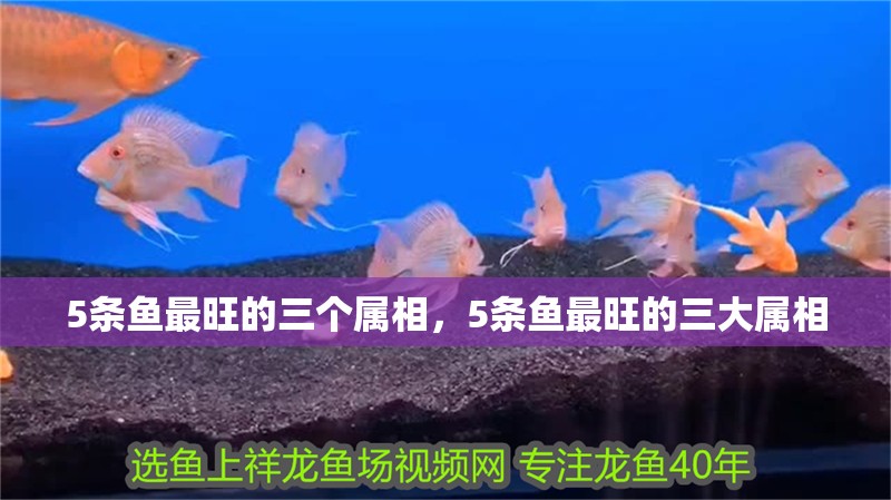 5條魚最旺的三個屬相，5條魚最旺的三大屬相 5條魚最旺的三個屬相，5條魚最旺的三大屬相 龍魚百科