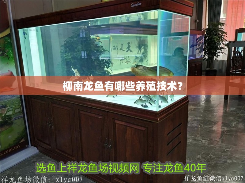 柳南龍魚有哪些養殖技術？