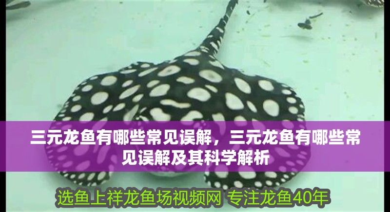 <strong><mark>三元</mark></strong>龍魚有哪些常見誤解，<strong><mark>三元</mark></strong>龍魚有哪些常見誤解及其科學(xué)解析