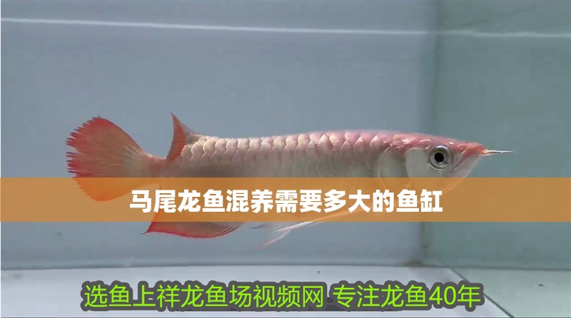 馬尾龍魚混養(yǎng)需要多大的魚缸