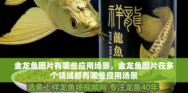 魚缸過濾器選購指南:自制魚缸過濾器魚缸上置過濾器對于養魚愛好者的必備知識 金龍魚圖片有哪些應用場景,金龍魚圖片在多個領域都有哪些應用場景 龍魚百科 金龍魚圖片有哪些應用場景,金龍魚圖片在多個領域都有哪些應用場景 金龍魚圖片有哪些應用場景,金龍魚圖片在多個領域都有哪些應用場景 龍魚百科