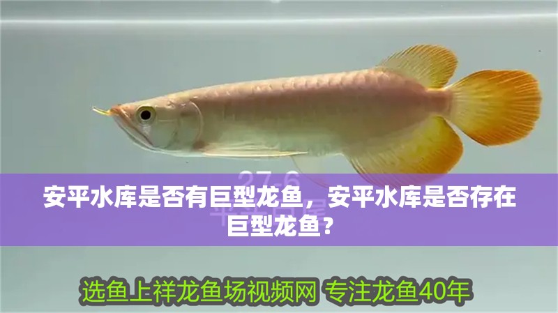 <strong><mark>安平</mark></strong>水庫是否有巨型龍魚，<strong><mark>安平</mark></strong>水庫是否存在巨型龍魚？