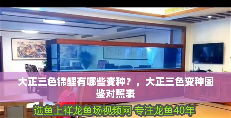 大正三色錦鯉有哪些變種？，大正三色變種圖鑒對照表