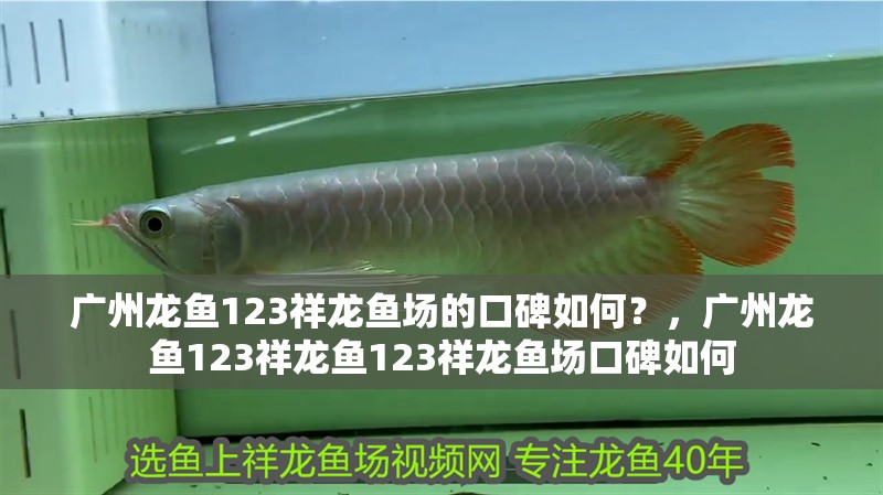 廣州龍魚123祥龍魚場(chǎng)的口碑如何？，廣州龍魚123祥龍魚123祥龍魚場(chǎng)口碑如何
