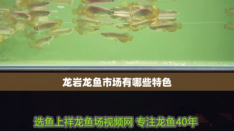 龍巖龍魚市場有哪些特色 龍巖龍魚市場有哪些特色 龍魚百科