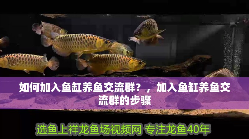 如何加入魚(yú)缸養(yǎng)魚(yú)交流群？，加入魚(yú)缸養(yǎng)魚(yú)交流群的步驟 如何加入魚(yú)缸養(yǎng)魚(yú)交流群？，加入魚(yú)缸養(yǎng)魚(yú)交流群的步驟 龍魚(yú)百科