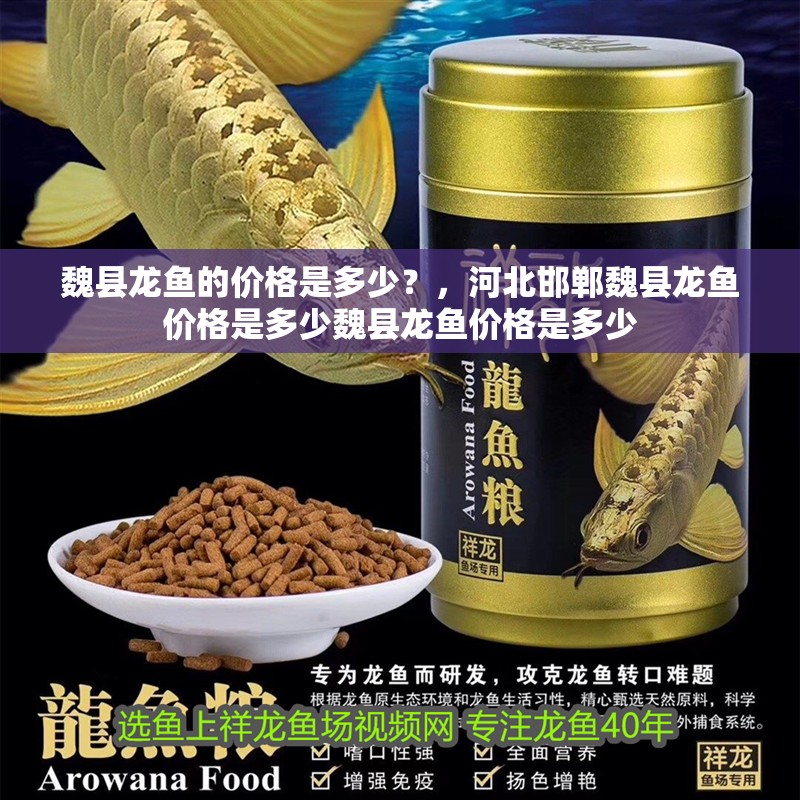 魏縣龍魚的價格是多少？，河北邯鄲魏縣龍魚價格是多少魏縣龍魚價格是多少 魏縣龍魚的價格是多少？，河北邯鄲魏縣龍魚價格是多少魏縣龍魚價格是多少 龍魚百科