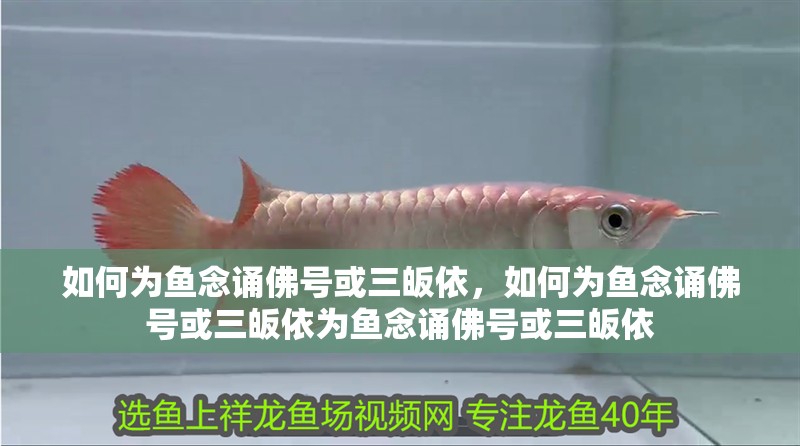 如何為魚念誦佛號或三皈依，如何為魚念誦佛號或三皈依為魚念誦佛號或三皈依