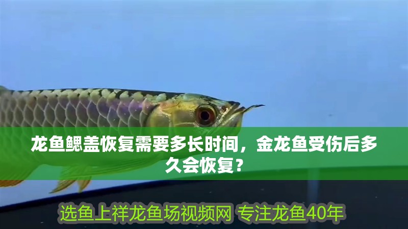 龍魚鰓蓋恢復需要多長時間，金龍魚受傷后多久會恢復？
