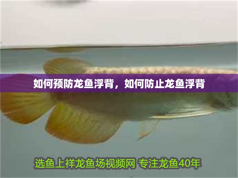 如何預(yù)防龍魚(yú)浮背，如何防止龍魚(yú)浮背