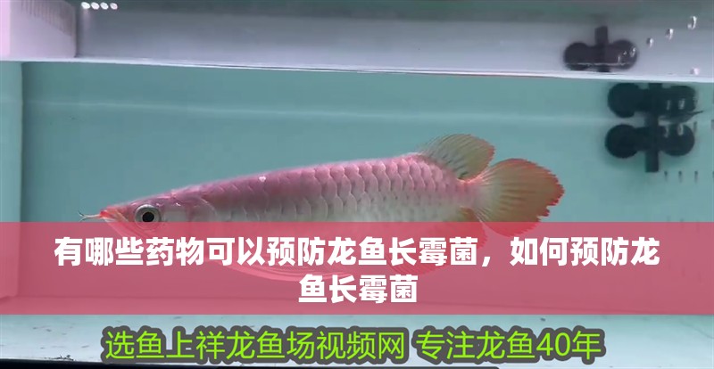 有哪些藥物可以預(yù)防龍魚長霉菌，如何預(yù)防龍魚長霉菌
