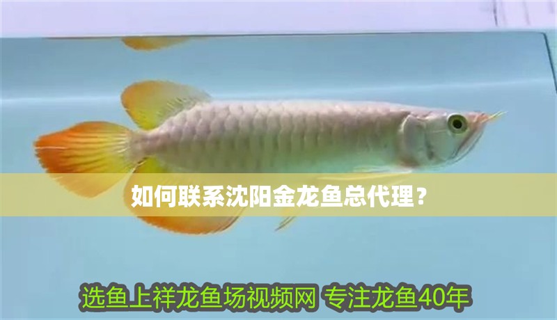 如何聯系沈陽金龍魚總代理？ 如何聯系沈陽金龍魚總代理？ 龍魚百科