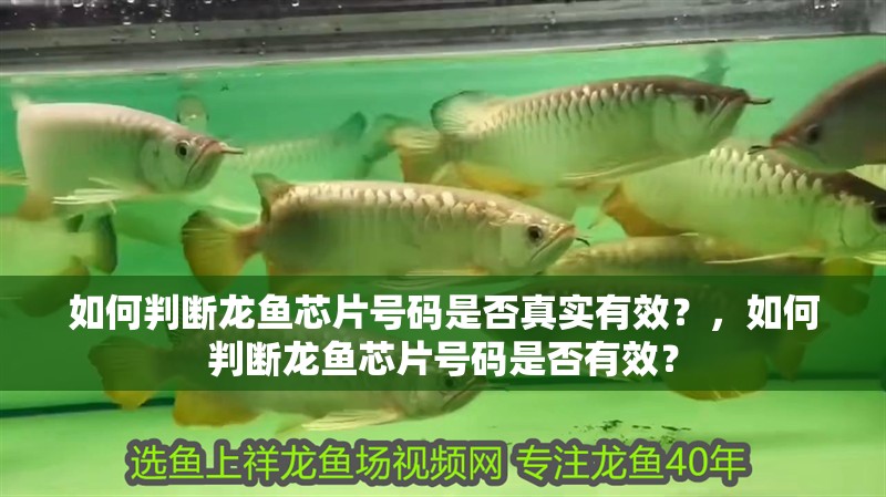 如何判斷龍魚芯片號碼是否真實有效？，如何判斷龍魚芯片號碼是否有效？ 如何判斷龍魚芯片號碼是否真實有效？，如何判斷龍魚芯片號碼是否有效？ 龍魚百科