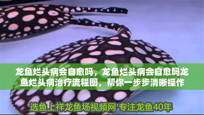 鸚鵡魚和銀龍魚混養怎樣喂食 龍魚爛頭病會自愈嗎,龍魚爛頭病會自愈嗎龍魚爛頭病治療流程圖,幫你一步步清晰操作 龍魚百科 龍魚爛頭病會自愈嗎,龍魚爛頭病會自愈嗎龍魚爛頭病治療流程圖,幫你一步步清晰操作 龍魚爛頭病會自愈嗎,龍魚爛頭病會自愈嗎龍魚爛頭病治療流程圖,幫你一步步清晰操作 龍魚百科