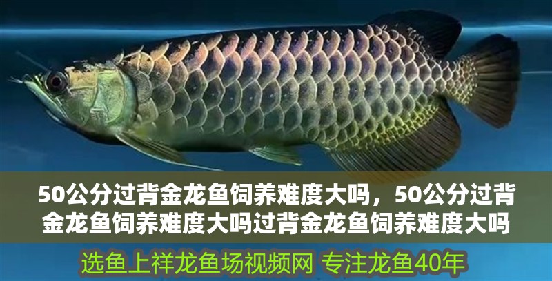 50公分過背金龍魚飼養難度大嗎，50公分過背金龍魚飼養難度大嗎過背金龍魚飼養難度大嗎 50公分過背金龍魚飼養難度大嗎，50公分過背金龍魚飼養難度大嗎過背金龍魚飼養難度大嗎 龍魚百科