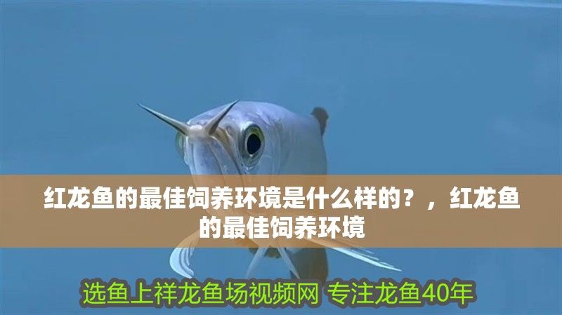紅龍魚的最佳飼養環境是什么樣的？，紅龍魚的最佳飼養環境 紅龍魚的最佳飼養環境是什么樣的？，紅龍魚的最佳飼養環境 龍魚百科