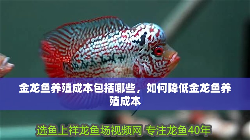 金龍魚養(yǎng)殖成本包括哪些，如何降低金龍魚養(yǎng)殖成本