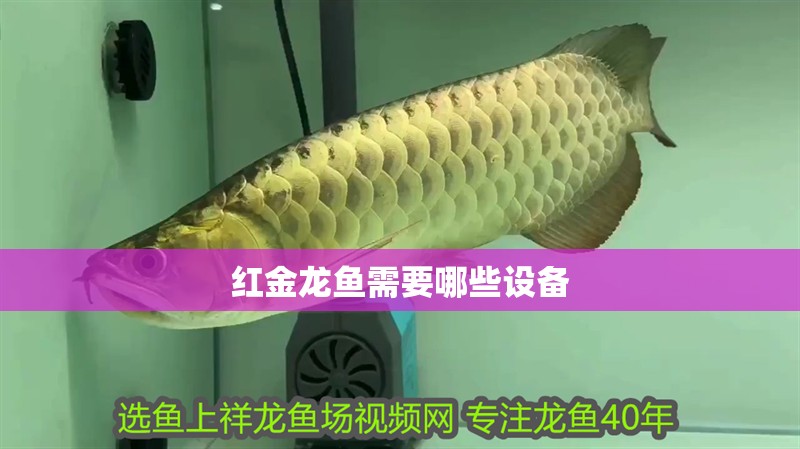 給大魚缸換水的作文:體驗給大魚缸換水的樂趣:體驗給大魚缸換水:給大魚缸換水的作文 紅金龍魚需要哪些設備 龍魚百科 紅金龍魚需要哪些設備 紅金龍魚需要哪些設備 龍魚百科