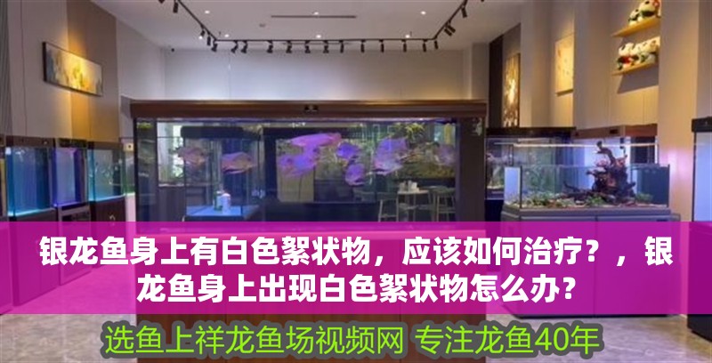 銀龍魚(yú)身上有白色絮狀物，應(yīng)該如何治療？，銀龍魚(yú)身上出現(xiàn)白色絮狀物怎么辦？ 銀龍魚(yú)身上有白色絮狀物，應(yīng)該如何治療？，銀龍魚(yú)身上出現(xiàn)白色絮狀物怎么辦？ 龍魚(yú)百科