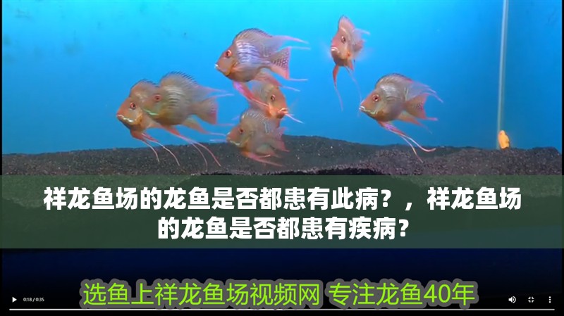 祥龍魚場的龍魚是否都患有此病？，祥龍魚場的龍魚是否都患有疾病？ 祥龍魚場的龍魚是否都患有此病？，祥龍魚場的龍魚是否都患有疾病？ 龍魚百科
