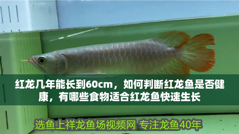 紅龍幾年能長到60cm，如何判斷紅龍魚是否健康，有哪些食物適合紅龍魚快速生長