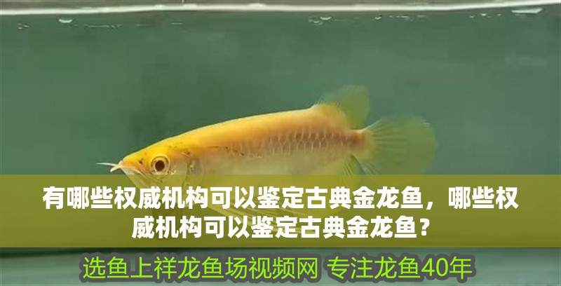有哪些權威機構可以鑒定古典金龍魚，哪些權威機構可以鑒定古典金龍魚？